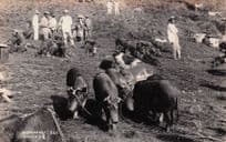 Baguio Pig Farm Market Cattle Auctions Phillipines Old RPC Postcard