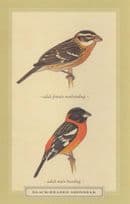 Baltimore Oriole Adult Male & 1st Year Drab Female Bird Postcard