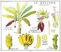 Banana Tree Le Bananier French School Chart Education Postcard