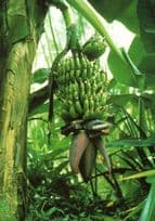 Bananas In The Tropical House Birmingham Botanical Gardens Postcard