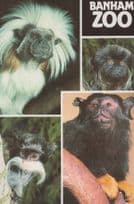Banham Norfolk Animal Zoo Cotton Top Emporer Tamarin Goeldi's Monkey Postcard