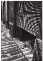 Barcelona Spanish Dog Sleeping In Garage Guillotine Risk Door Photo Postcard