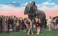 Barnum & Bailey Circus Getting A Manicure Sarasota Florida Old USA Postcard