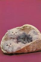 Basket Full Of Siamese Kittens Postcard