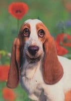 Bassett Hound Smiling With Roses German Dog Postcard