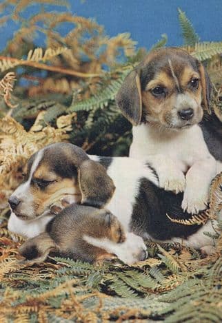 Beagle Sleepy Beagles Puppy Tired 1970s Dog Postcard