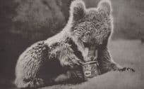Bear Cub Eating Golden Syrup Antique Postcard