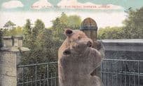 Bear Up The Pole London Zoological Gardens Antique Postcard