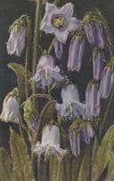 Bearded Bellfower Campanula Barbata Vintage Flower Postcard