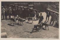 Beautiful Dog At Pyramid Mountain Jasper Canada Old RPC Postcard