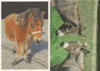 Beautiful Loved Knock Knees Pony Carpal Valgus Animal Postcard