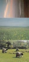 Beautiful Rainbow at Malham Baby Sheep Milking 3x Yorkshire Postcard s