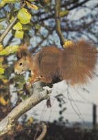 Beautiful Squirrel In Tree 1970s Postcard