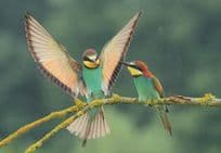 Bee Insect Eater Bird Displaying Wings Courting German Postcard