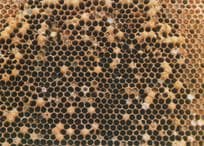 Beehive Worker Bees Hive Comb With No Fertile Queen Bee Postcard