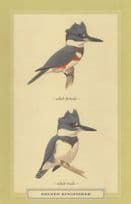 Belted Kingfisher Adult Male Female Stunning Bird Postcard