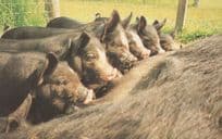 Berkshire Piglets Baby Pigs Driffield Postcard