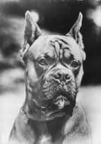 Berlin Boxer Dog German Vintage Real Photo Postcard