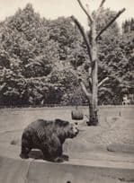 Berlin Grizzly Bear at AM Koilnischen Park German RPC Postcard