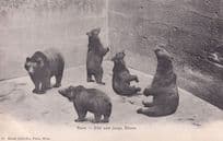 Bern Alfe Und Junge Baren Swiss Bears Antique Postcard