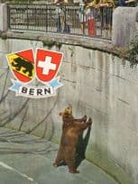 Bern Switzerland Bear Zoo Style Pit Postcard