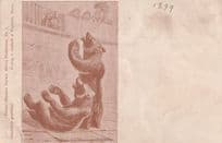 Bern Switzerland Bears Fischer Hinnens Victorian 1899 Postcard