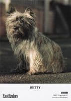 Betty BBC Eastenders TV Show Dog Official RARE Cast Card Photo
