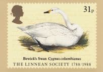 Bewicks Swan Cygnus Columbianus Bird First Day Cover Postcard