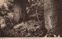 Big Fir & Cedar Trees Vancouver Old Canada Real Photo Postcard