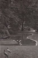 Bird Swans At Wuppertal Zoo German Real Photo Postcard