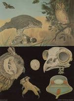 Birds Of Prey Old School Bird Wall Chart Educational Postcard