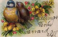 Birds Real Glitter Garrard Kentucky USA Embossed Greetings Old Postcard