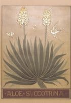 Bitter Aloe Succotrina Bee Butterfly Museum Old Exhibit Postcard