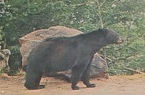Black Bear Smoky Mountains National Park USA Postcard