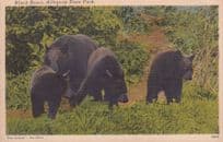 Black Bears at Allegany State Park Linen USA Old Postcard