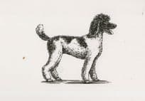Black Face White Body Poodle Dog Painting Postcard