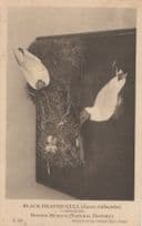 Black Headed Gull Bird Nest Antique Natural History Museum Postcard