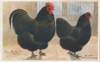 Black Orpingtons Bird Feathered World Old Postcard