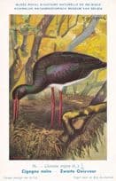 Black Stork Cicogne Noire WW2 Rare Bird Postcard