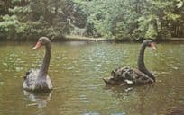 Black Swans Swan Colchester Essex Zoo Rare Postcard