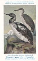 Black Throated Loon Plongeon A Gorge Noire WW2 Bird Rare Postcard