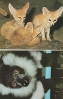 Black Yellow Eyes Lemur Vari Varecia Variegata Soviet 2x Postcard