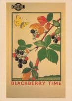 Blackberry Time 1923  Fruit Picking London Underground Poster Postcard