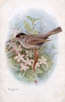Blackcap Bird Antique Postcard