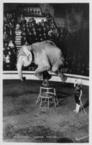 Blackpool Tower Circus Performing Elephant Boy Circus Trainer Old Postcard