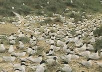 Blakeney Point Norfolk Sandwich Tern Colony Birds Postcard