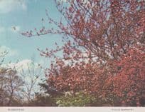 Blossom Time At Boreham Chelmsford Essex Womens Institute Postcard