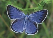 Blue Butterfly Blauling Schmetterling Stunning German Butterflies Postcard