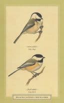 Blue Capped Chickader Fresh & Worn Adult Stunning Bird Postcard