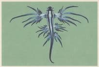 Blue Dragon Sea Fish Slug Glaucus Atlanticus Painting Postcard